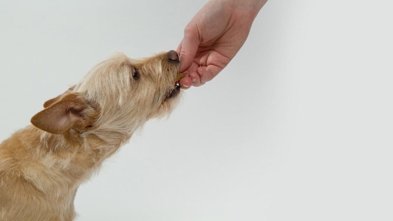 Você está visualizando atualmente Por que escolher medicamento manipulado para o seu pet?